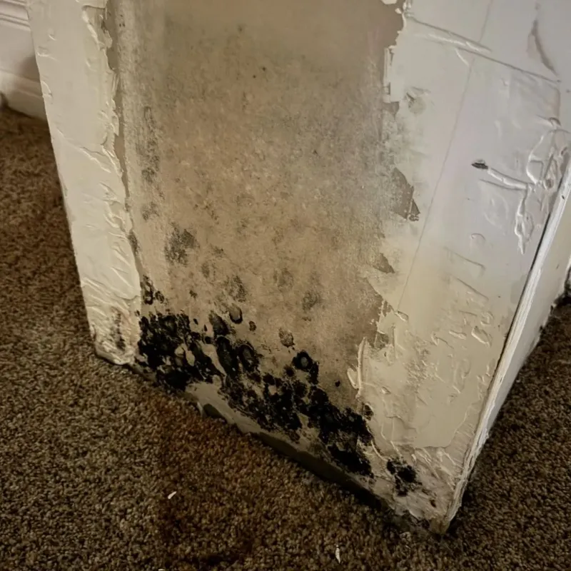Professional Mold Removal in Bowie, MD
